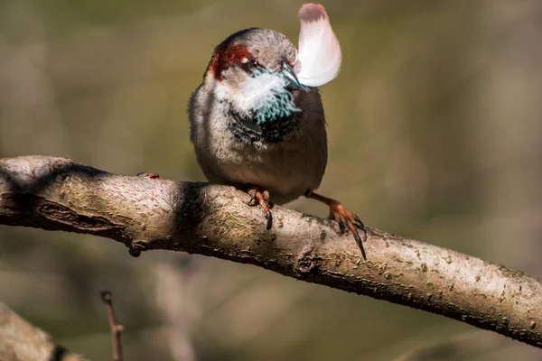 Liten Brun Fågel Uppsatt Gren Med Fjäder Näbben — Stockfoto