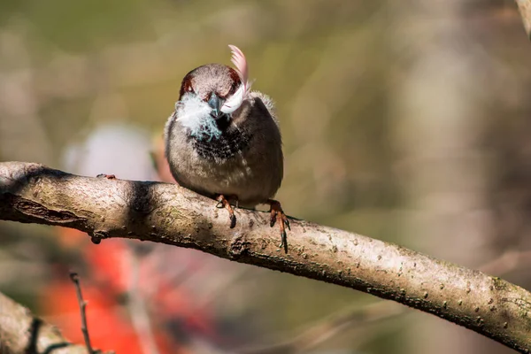 Kleine Bruine Vogel Met Een Veer Zijn Snavel — Stockfoto