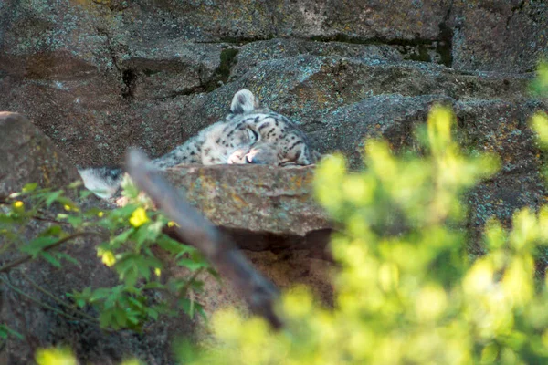 ジョン ボール動物園の岩の上にある雪のヒョウ — ストック写真