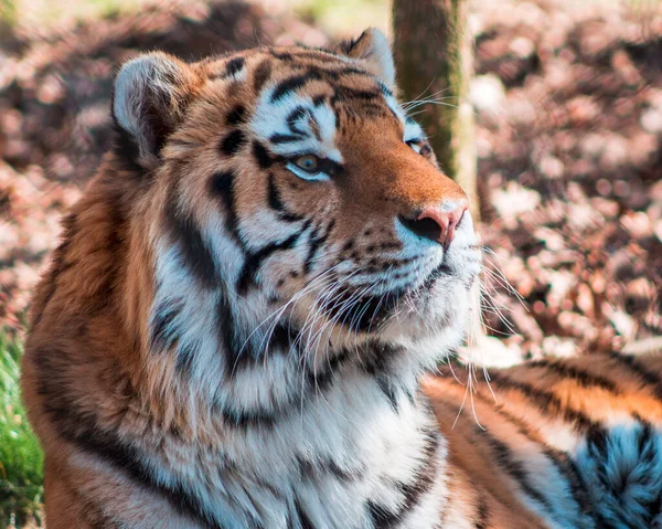 Tiger Lounging Sunny Day John Ball Zoo Grand Rapids Michigan — Stock Photo, Image