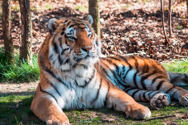 老虎在一个阳光明媚的日子躺在约翰舞会动物园里 — 图库照片