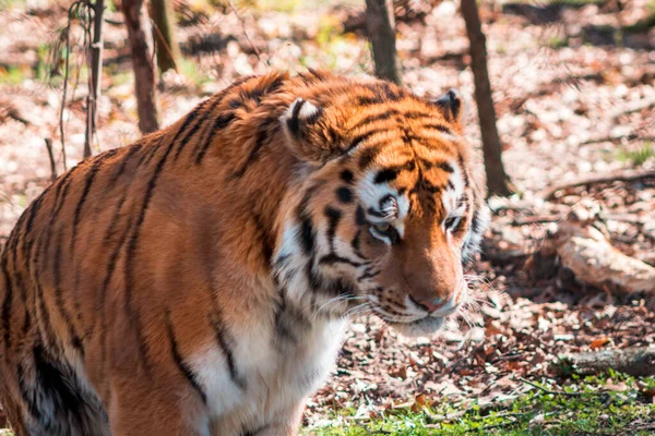 Tigre Aggirando Suo Recinto John Ball Zoo Nel Grand Rapid — Foto Stock