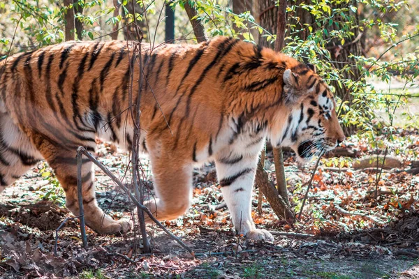 Tygr Potulující Ohradě Slunečného Dne Zoologické Zahradě Johna Balla Grand — Stock fotografie