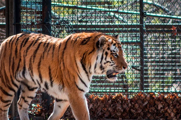 Tiger Streift Einem Sonnigen Tag Seinem Gehege — Stockfoto