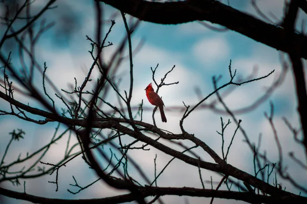 Cardenal Sentado Una Rama Árbol Humedal Grand Rapids Michigan —  Fotos de Stock