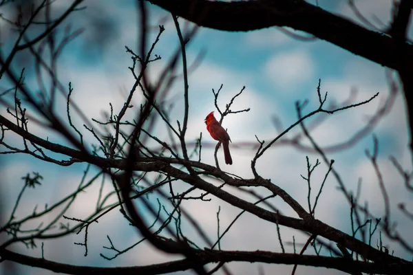 Cardenal Encaramado Brach Árbol Día Nublado Primavera Grand Rapids Michigan —  Fotos de Stock