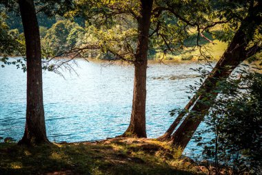 Blue Spruce Park 'taki göl bir yaz günü ağaçların arasından geçti.