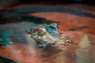 Timsah başını sudan çıkartıyor.