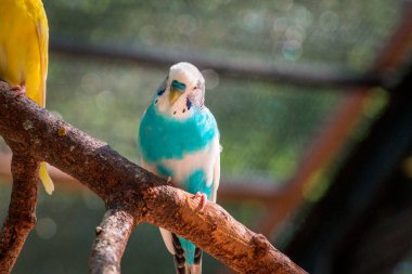 Mavi muhabbet kuşağındaki bir dala tünemiş.