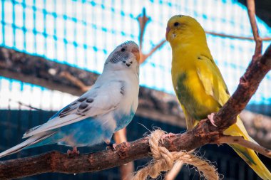 Bir yaz günü hayvanat bahçesinde kafeslenmiş bir hayvanat bahçesinde muhabbet kuşları.