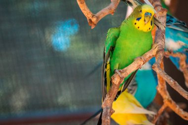 Yaz günü hayvanat bahçesinde muhabbet kuşları Grand Rapids Michigan 'daki John Ball Hayvanat Bahçesi' nde bir kafeste.