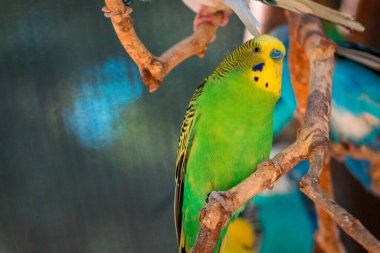 Muhabbet kuşlarını Michigan 'daki John Ball Hayvanat Bahçesi' ne kapatın.