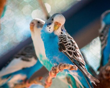 Muhabbet kuşlarını hayvanat bahçesinde bir yere kapatın.