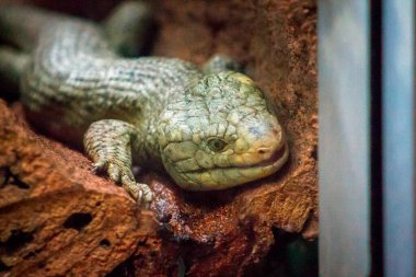 Kertenkele hayvanat bahçesinde bir kütükte yatıyor.