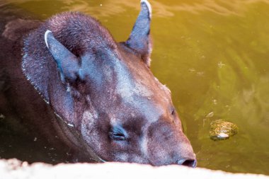 Tapir bir yaz günü John Ball Hayvanat Bahçesinde yüzüyor