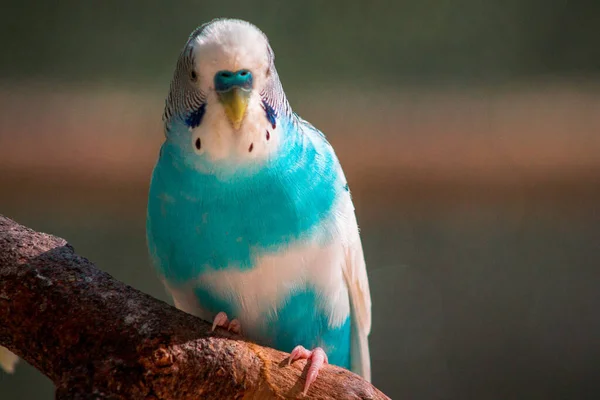 Bugie Azul Empoleirado Ramo Recinto Jardim Zoológico John Ball — Fotografia de Stock