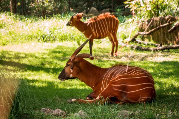 Bongos Cieszą Się Słonecznym Dniem Swojej Zagrodzie John Ball Zoo — Zdjęcie stockowe