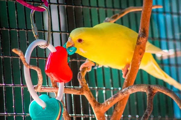 Budgie Playing Toy Caged Enclosure — Stock Photo, Image