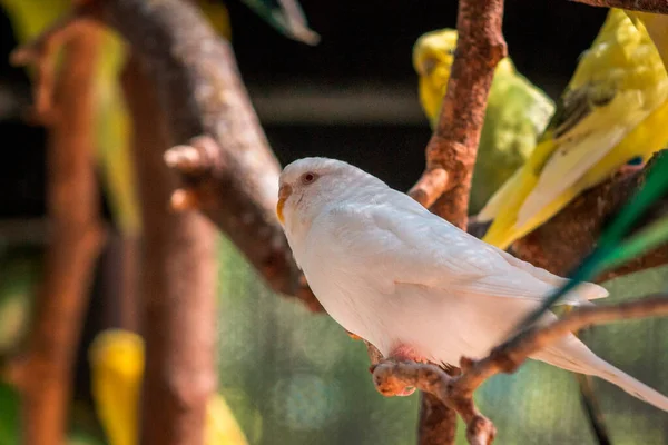 Bir Yaz Günü Hayvanat Bahçesinde Muhabbet Kuşları — Stok fotoğraf