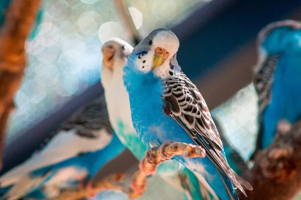 Detailní Záběr Pupíků Ohradě Zoologické Zahradě Johna Balla — Stock fotografie