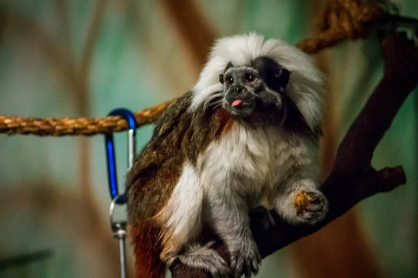 Cotton Top Tamarin Jíst Jídlo Ohradě John Ball Zoo Grand — Stock fotografie