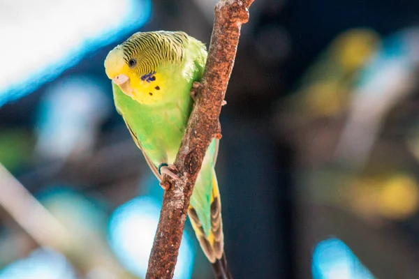 Zelený Žlutý Pupínek Sedící Větvi Ohradě Zoologické Zahradě Johna Balla — Stock fotografie