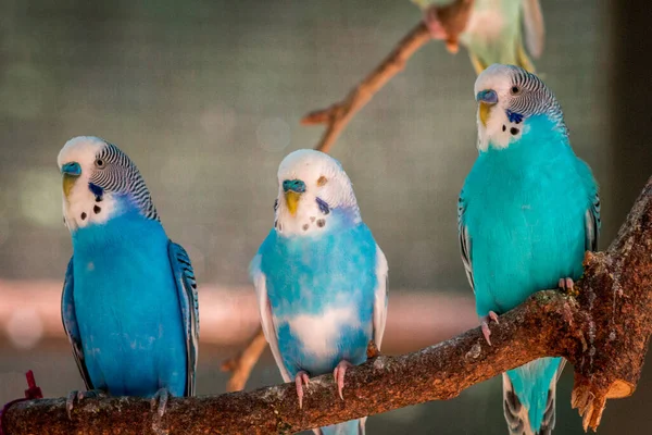 Skupiny Pupíků Ohradě Letní Den Zoologické Zahradě Johna Balla — Stock fotografie