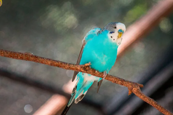 Teal Papagáj Ült Egy Ágon Egy Zárt John Ball Állatkert — Stock Fotó