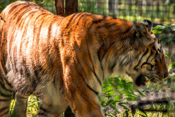 Tiger Streift Einem Sonnigen Sommertag Seinem Gehege — Stockfoto
