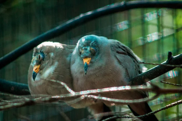 Pombas Tartaruga Descansando Ramo Zoológico — Fotografia de Stock