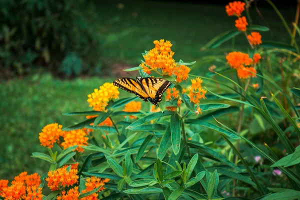 Влітку Пенсільванії Метелик Монарх Сидить Квітучому Кущі — стокове фото