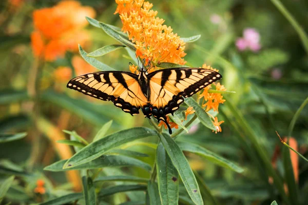 Монарх Метелик Сидить Квітковому Кущі Влітку — стокове фото