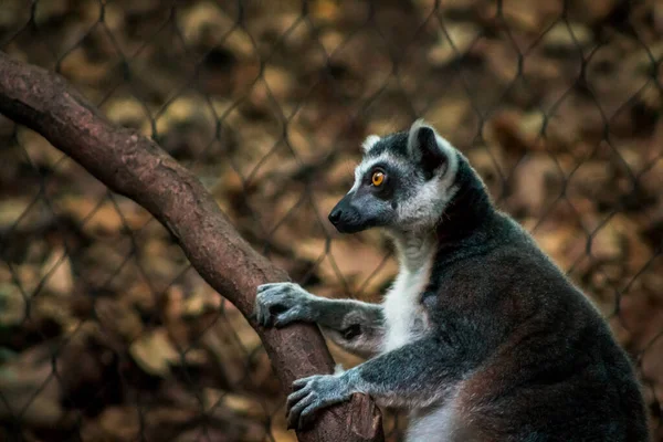 Lemur Τρέχει Γύρω Από Ένα Περίβλημα Στο Ζωολογικό Κήπο John — Φωτογραφία Αρχείου