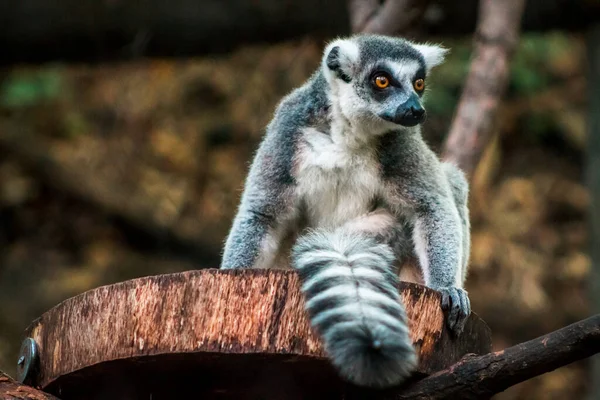 Lemur Τρέχει Γύρω Από Ένα Περίβλημα Στο Ζωολογικό Κήπο Του — Φωτογραφία Αρχείου