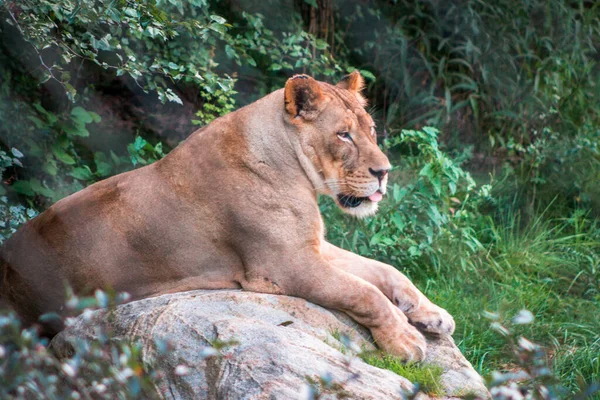 León Perezosamente Tendido Una Roca Día Verano Recinto Zoológico John — Foto de Stock