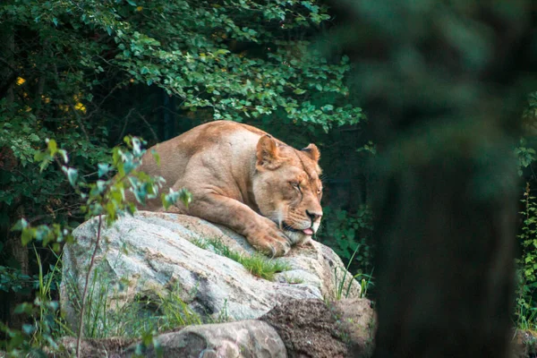 León Perezosamente Tendido Una Roca Día Verano Recinto Zoológico Michigan — Foto de Stock