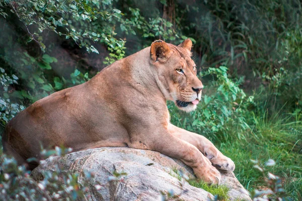 夏天的一天 狮子懒洋洋地躺在岩石上 躺在约翰球动物园的一个圈子里 — 图库照片