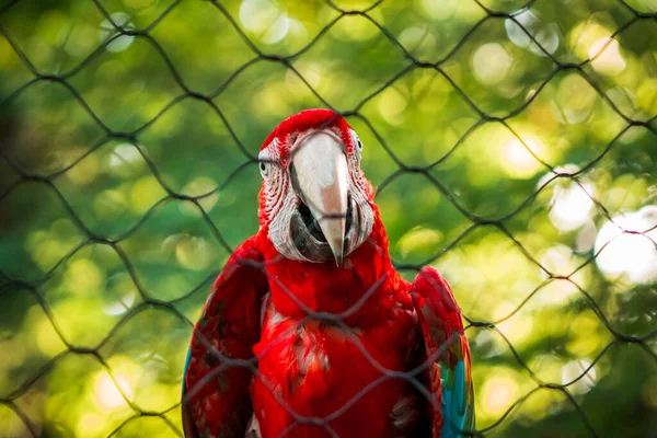 Papagaio Arara Uma Jaula Zoológico John Ball — Fotografia de Stock