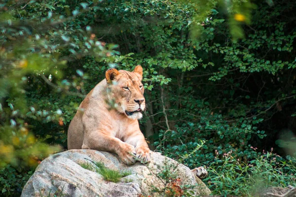 León Perezosamente Tendido Sobre Una Roca Día Verano — Foto de Stock