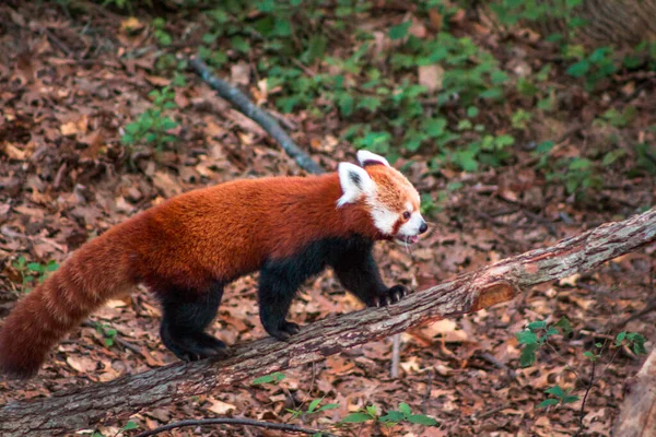 Roter Panda Erklimmt Laufsteg Einem Gehege Zoo — Stockfoto