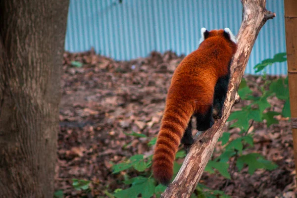 Red Panda Escalando Uma Passarela Recinto John Ball Zoo — Fotografia de Stock