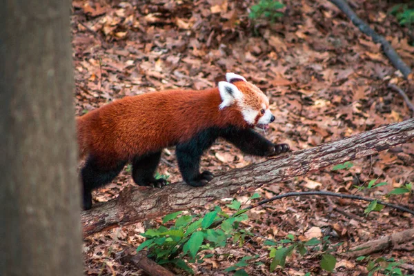 Roter Panda Erklimmt Laufsteg Einem Gehege — Stockfoto