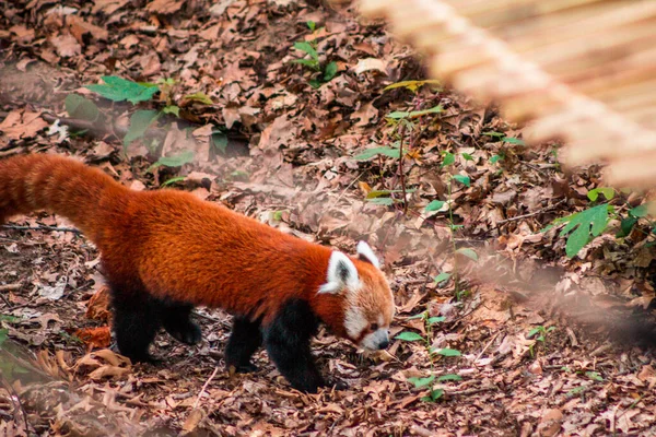 Czerwona Panda Bawi Się Zoo — Zdjęcie stockowe