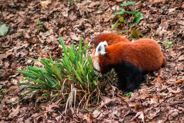 動物園の囲いの中で遊んでいる赤いパンダ — ストック写真
