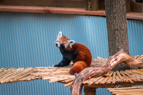Panda Vermelho Atravessando Uma Ponte Zoológico — Fotografia de Stock