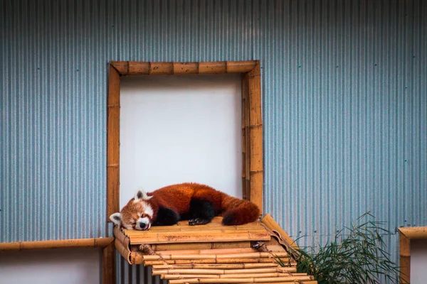 Śpiąca Czerwona Panda Zoo John Ball Grand Rapids Michigan — Zdjęcie stockowe