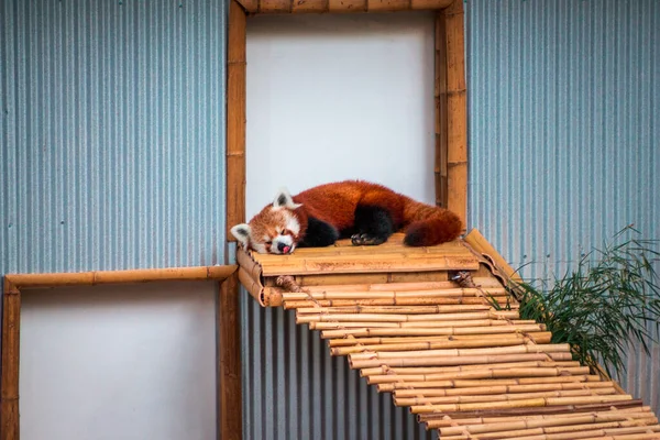 Śpiąca Czerwona Panda Zoo John Ball Michigan — Zdjęcie stockowe