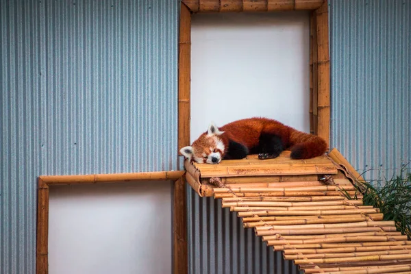 Śpiąca Czerwona Panda Zoo John Ball Letni Dzień Grand Rapids — Zdjęcie stockowe