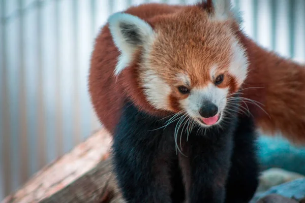 Nahaufnahme Eines Roten Pandas John Ball Zoo — Stockfoto