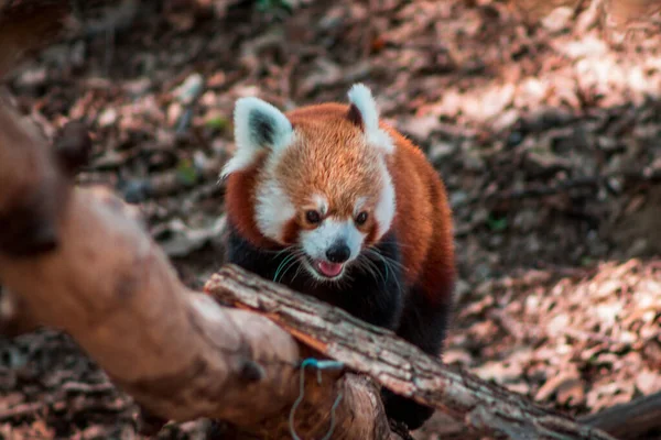 Zbliżenie Ujęcia Czerwonej Pandy Wspinającej Się Gałąź Zoo — Zdjęcie stockowe